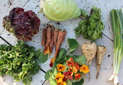 GemüeseKiste KW 36, frisch, lecker, natürlich gewachsen